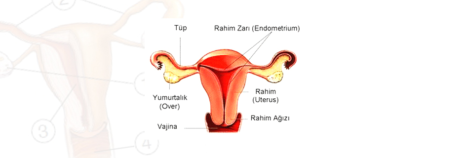 Kadın Genital Organları || Medicana Konya Tüp Bebek Merkezi̇